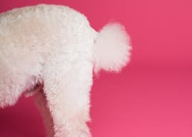 glutes workout master piece rear view glute bum workout fitness hustle fitness belfast A cute white poodle showcasing its fluffy tail against a vibrant pink backdrop.